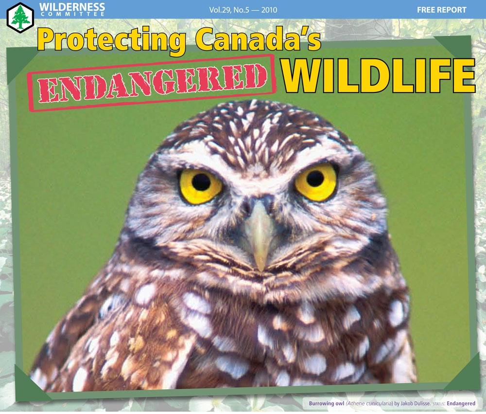 protecting-canada-s-endangered-wildlife-wilderness-committee